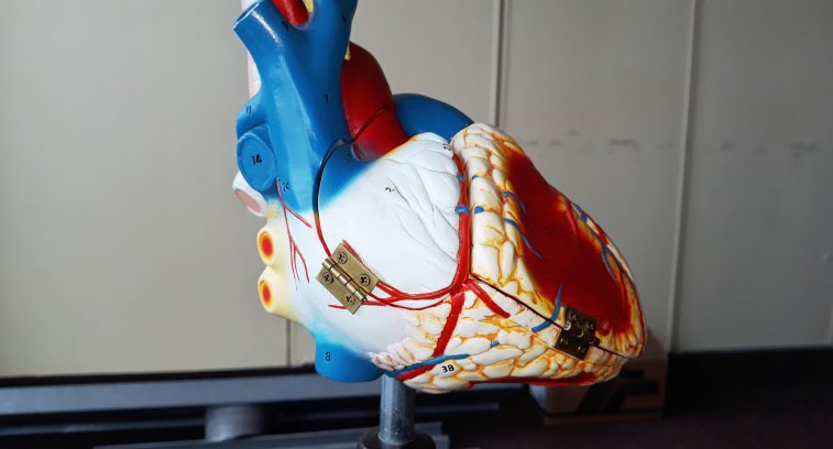 model srdce